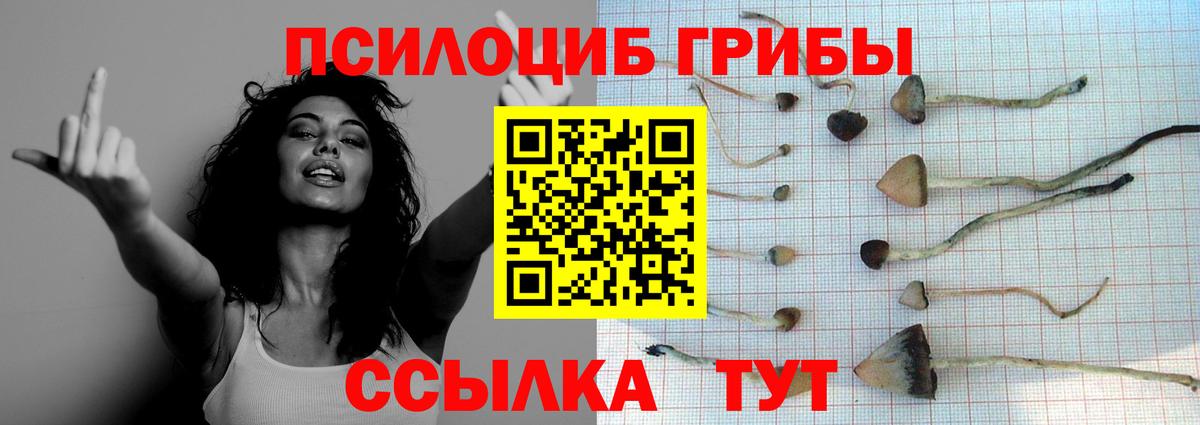 Вязьма  где купить   Вход с VPN  Псилоцибиновые грибы Psilocybine cubensis 